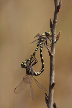 Cordulegaster sayi, mating pair